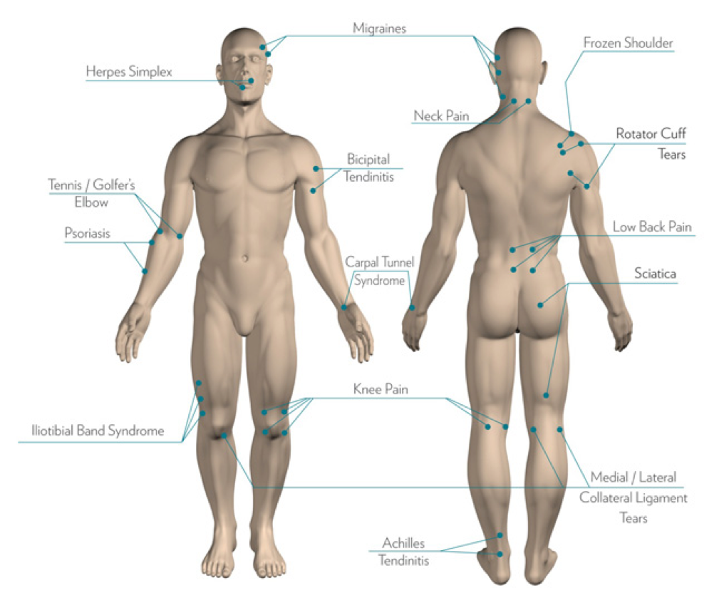 diagram of the male body