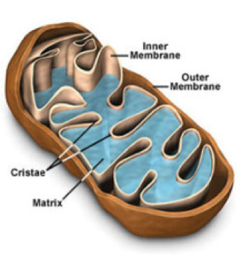 Scientific diagram of a cell.