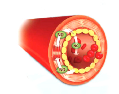 Blood vessel cross-section diagram.