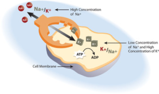 Digram of a cell membrane and a scientific drawing.