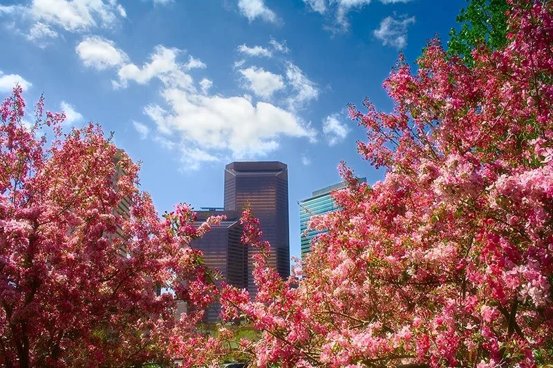 A springtime blossoming tree in front of a skyscraper in Calgary.