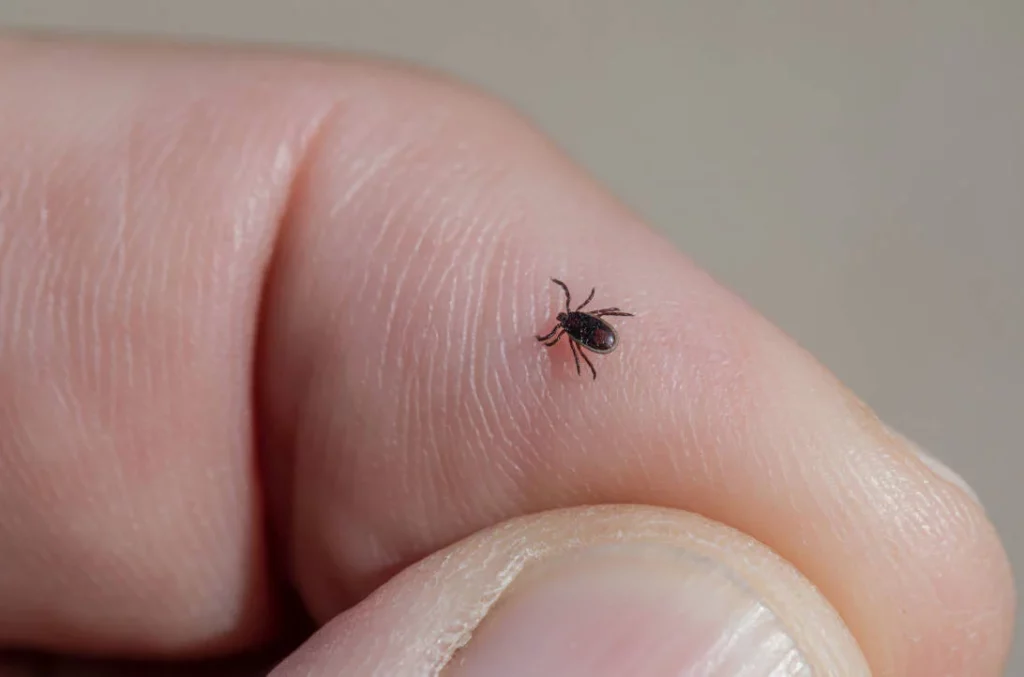 A person's finger with a small tick, showcasing the importance of protection against ticks in Alberta.